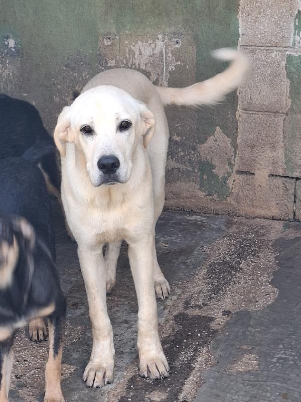 Cremino, cucciolo 1 anno taglia medio-grande – simil Labrador Foto 3